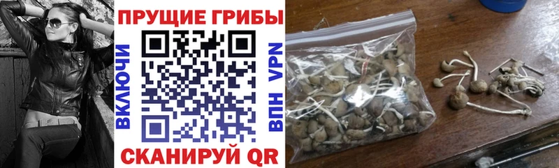 Галлюциногенные грибы Cubensis  Москва 